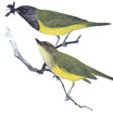 MacGillivray's Warbler